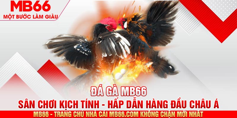 Giới thiệu về đá gà MB66